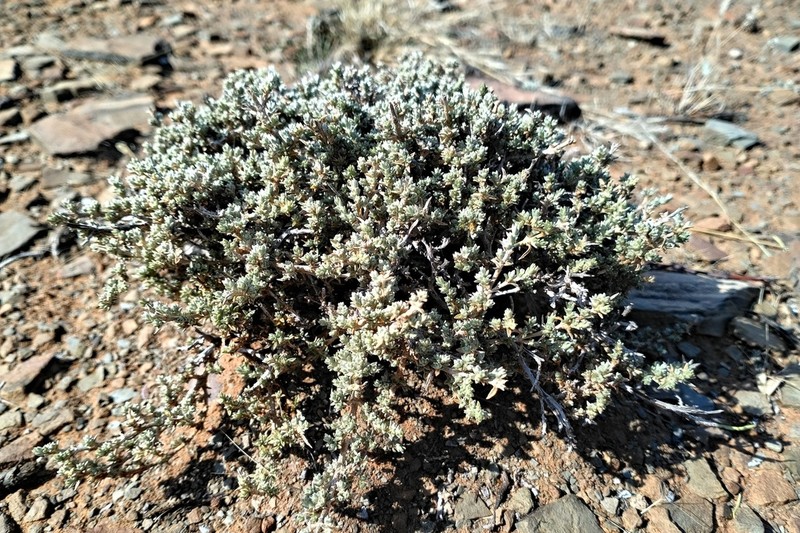 Aizoon plinthoides photo 7
