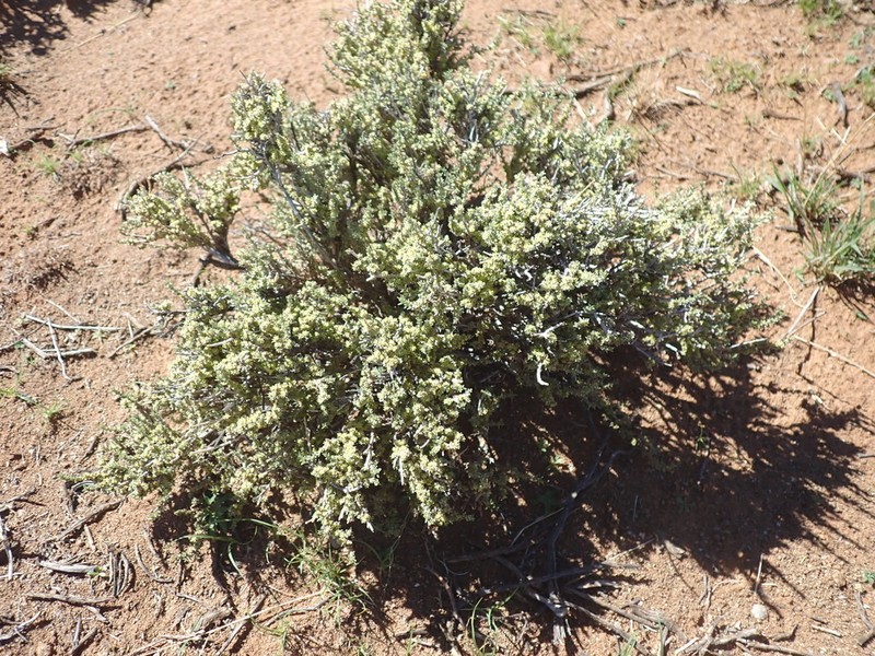 Aizoon plinthoides photo 8
