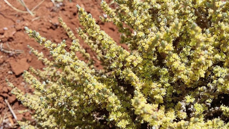 Aizoon plinthoides