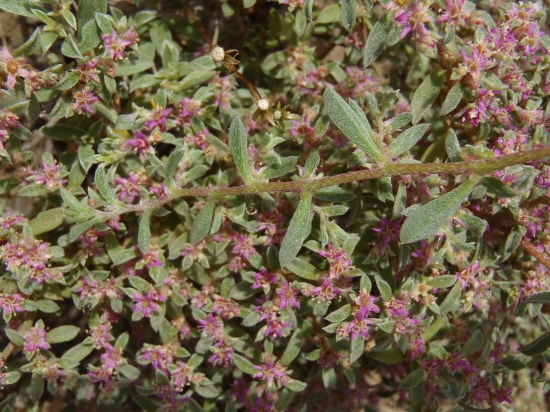 Aizoon portulacaceum