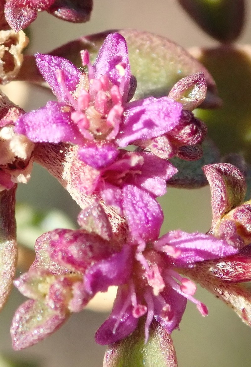Aizoon portulacaceum photo 2