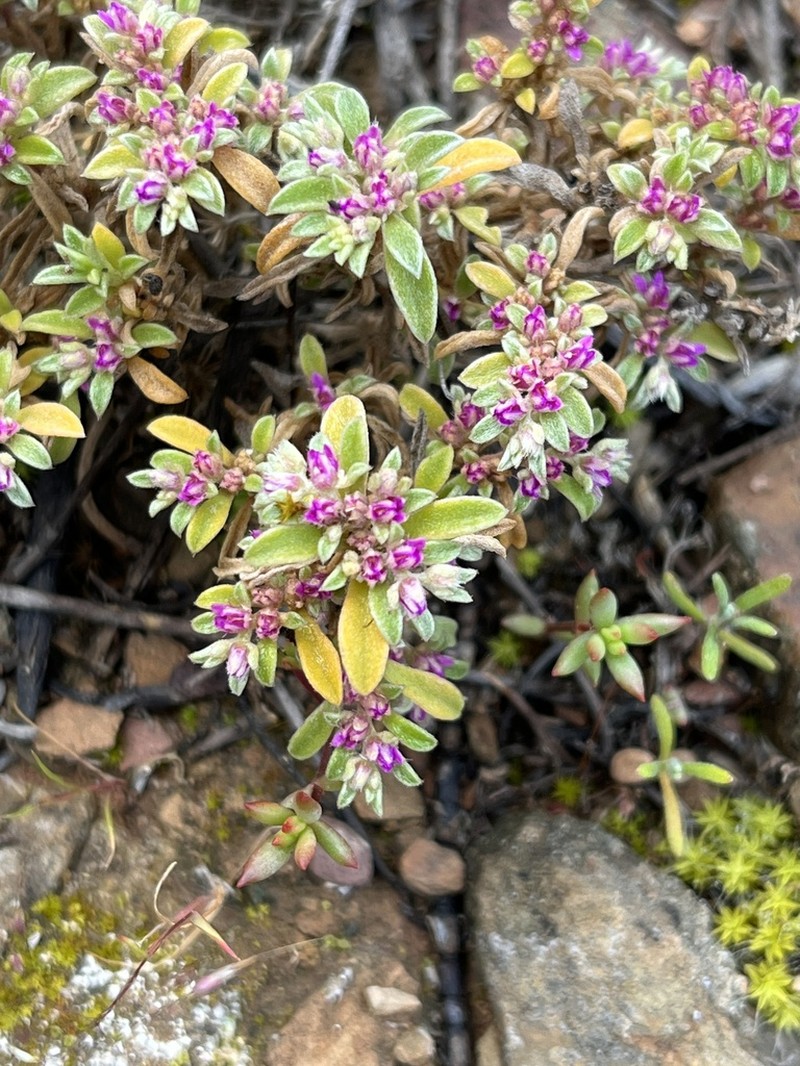Aizoon portulacaceum photo 3