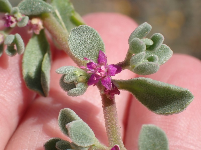Aizoon portulacaceum photo 4