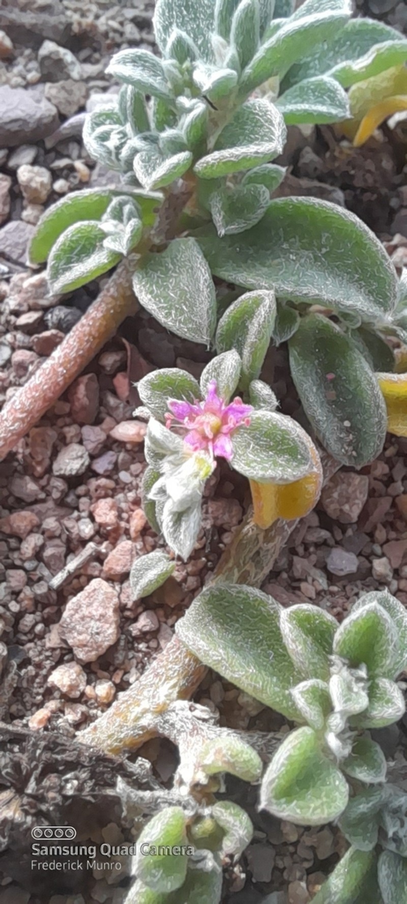 Aizoon portulacaceum photo 5