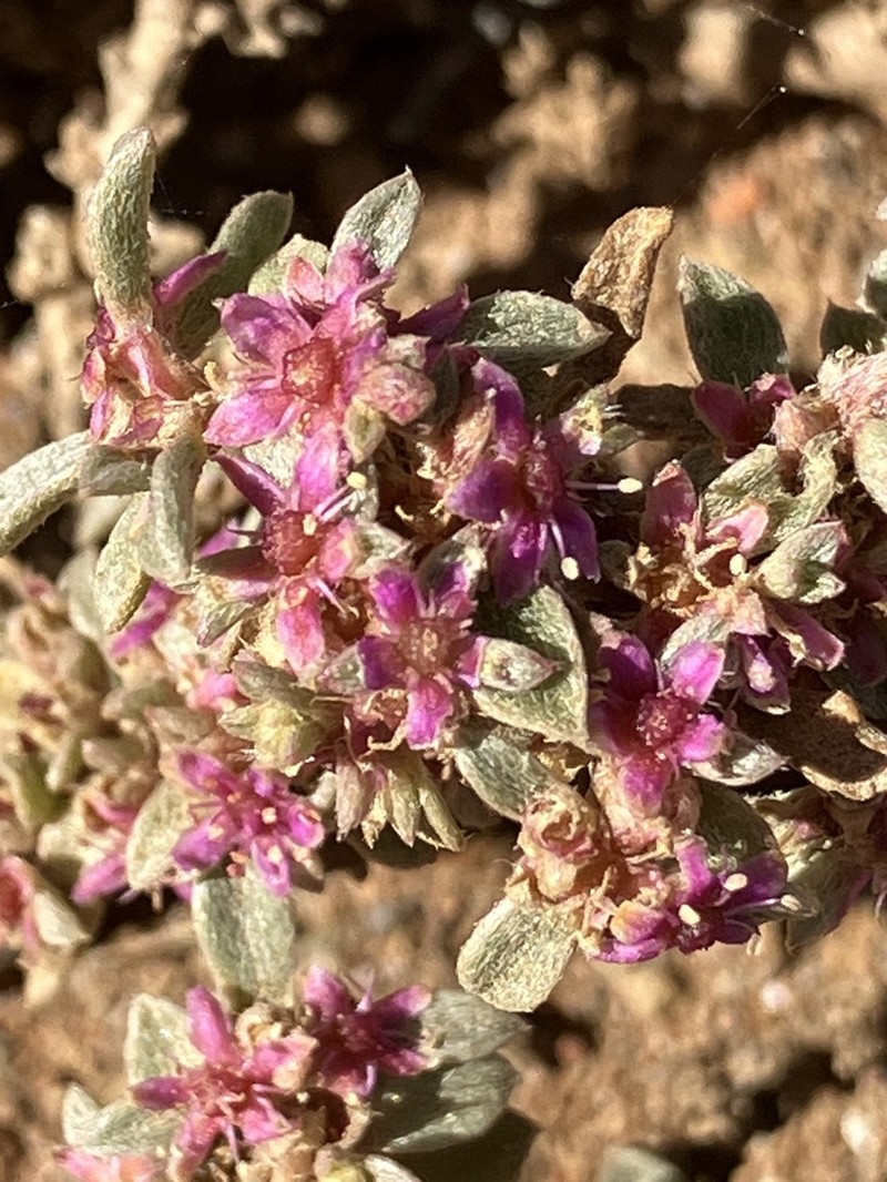 Aizoon portulacaceum photo 8