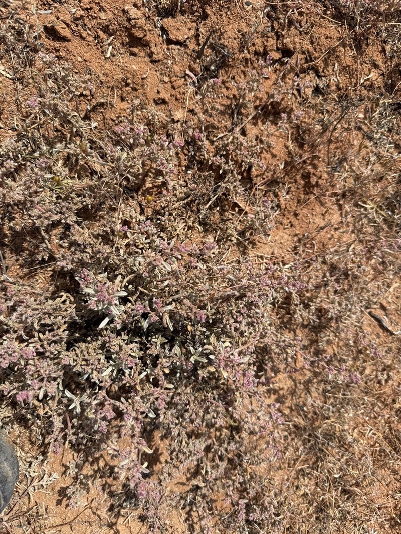 Aizoon pruinosum photo 2