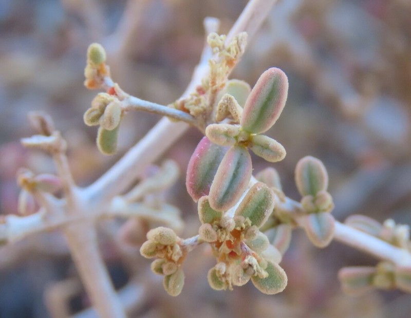 Aizoon pruinosum photo 3