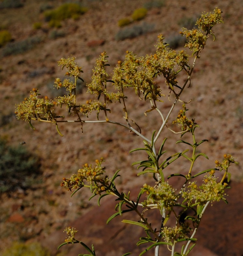 Aizoon pruinosum photo 4