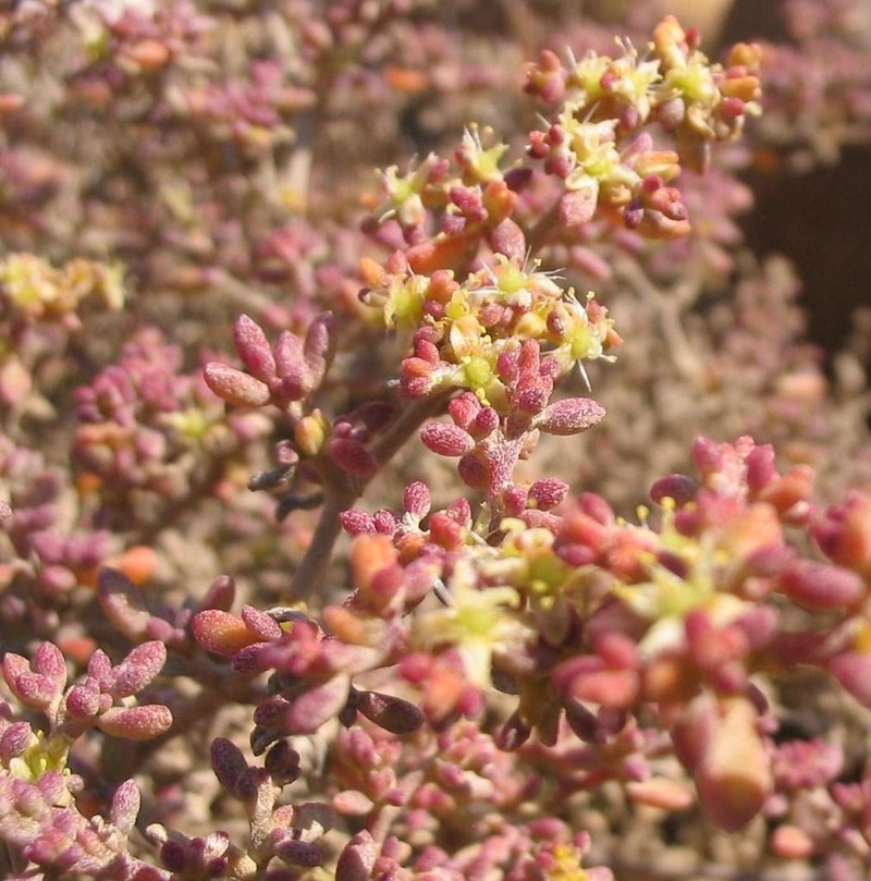 Aizoon pruinosum photo 5