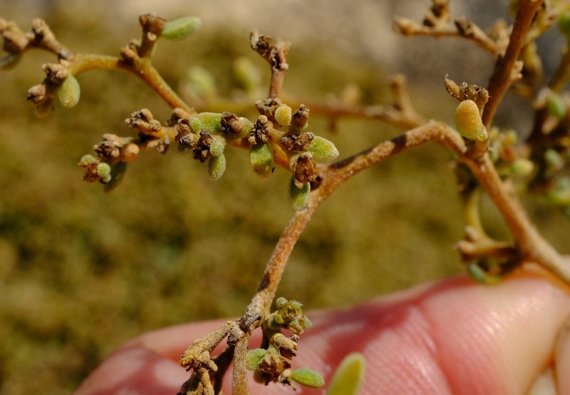Aizoon pruinosum photo 6