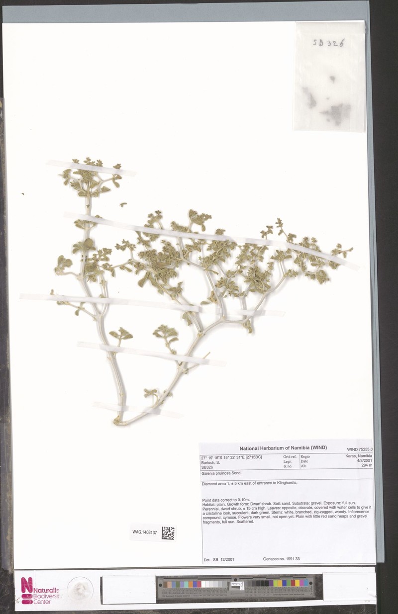 Aizoon pruinosum photo 7