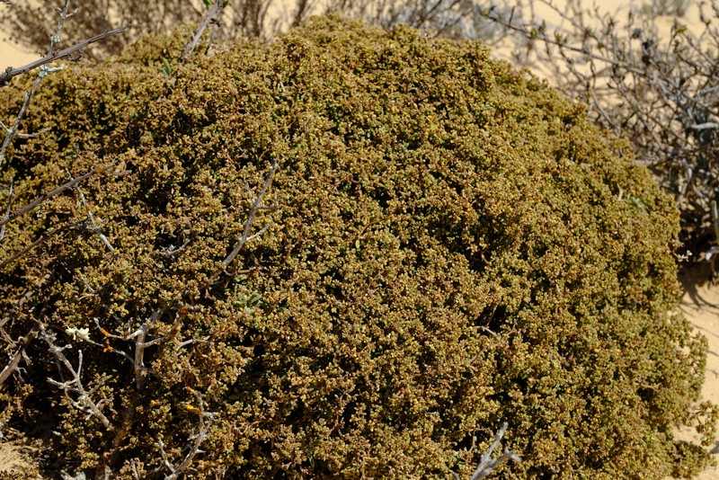 Aizoon pruinosum photo 2
