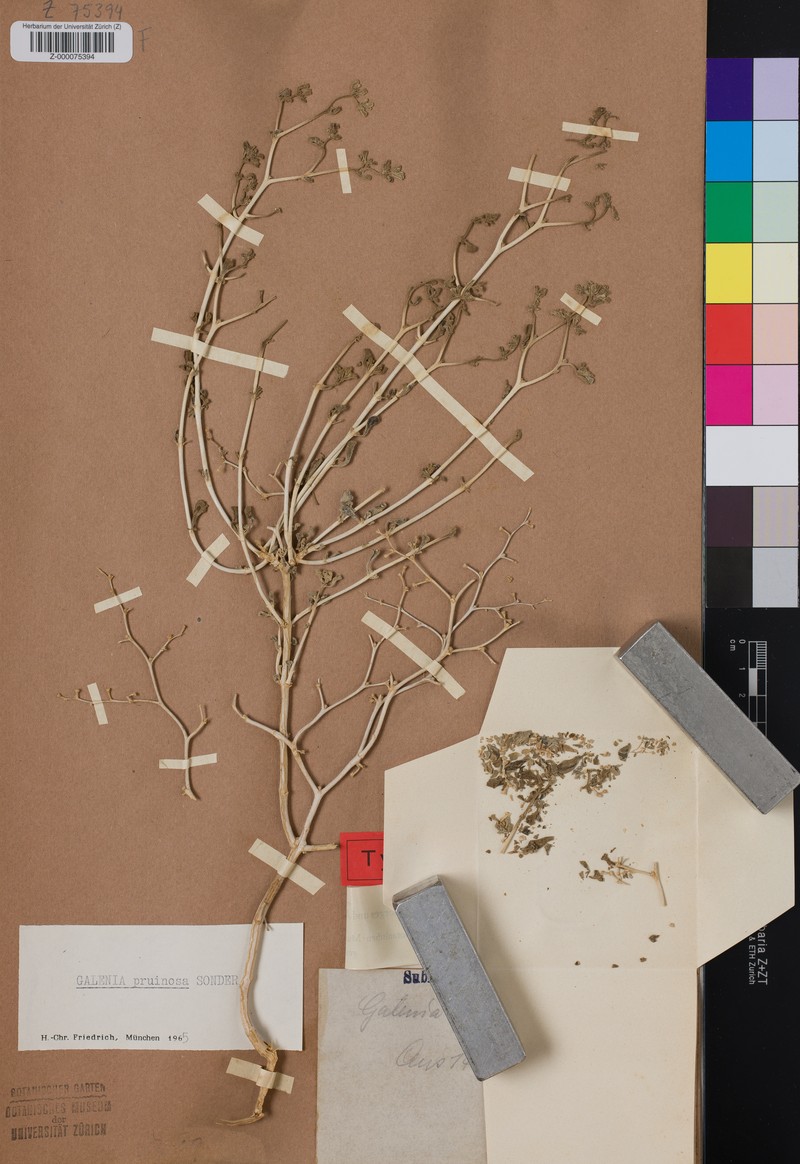 Aizoon pruinosum photo 3
