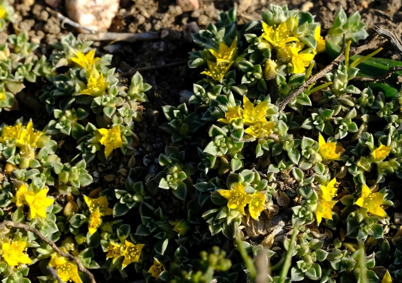 Aizoon rigidum
