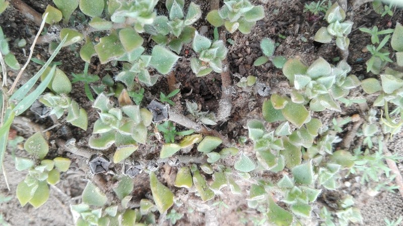 Aizoon rigidum photo 2