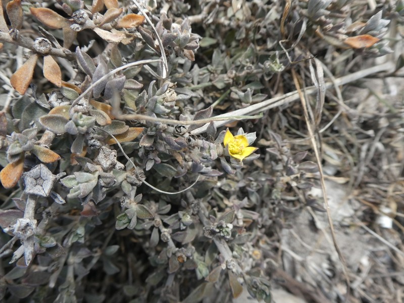 Aizoon rigidum photo 3