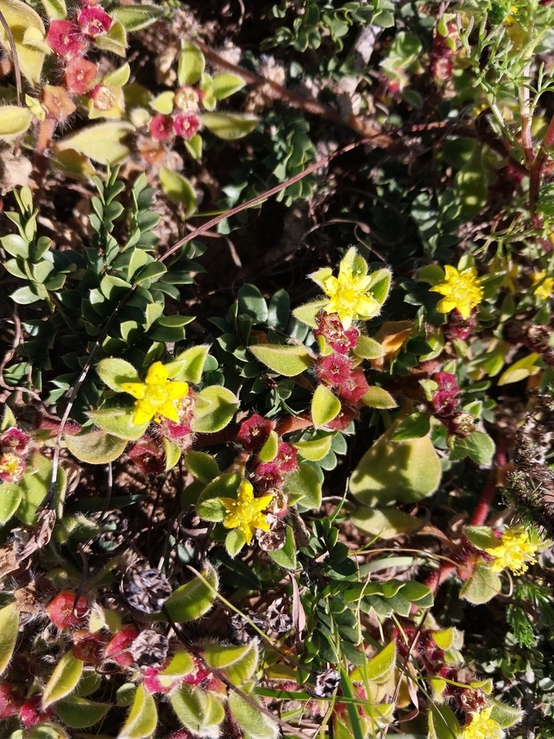 Aizoon rigidum photo 4