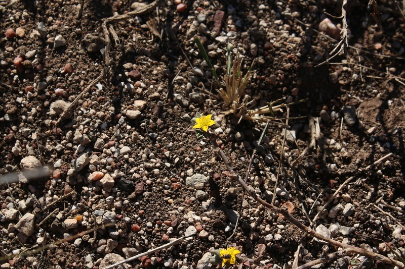 Aizoon rigidum photo 5