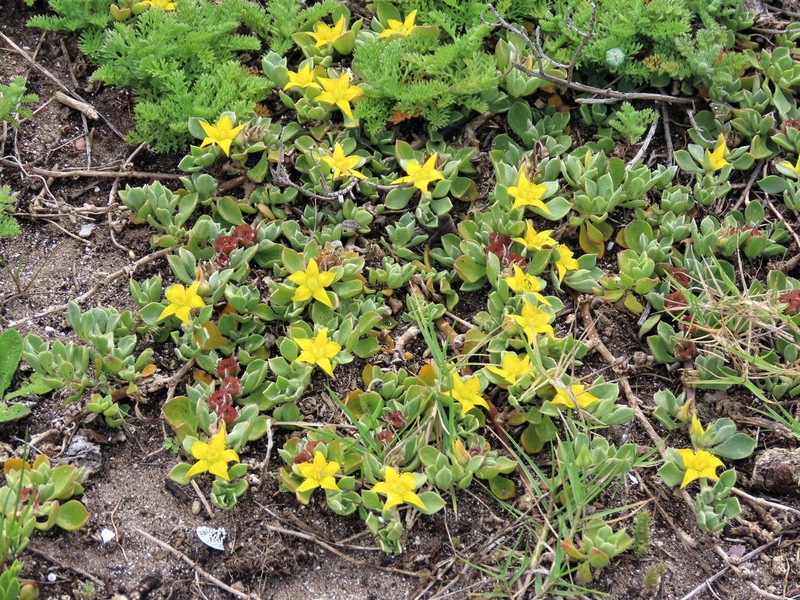 Aizoon rigidum photo 6