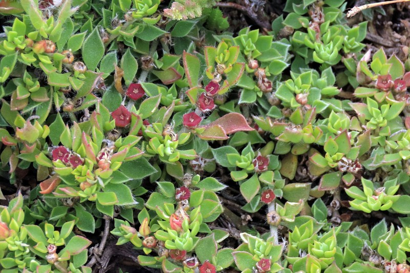 Aizoon rigidum photo 7