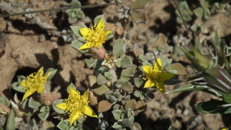 Aizoon rigidum photo 8