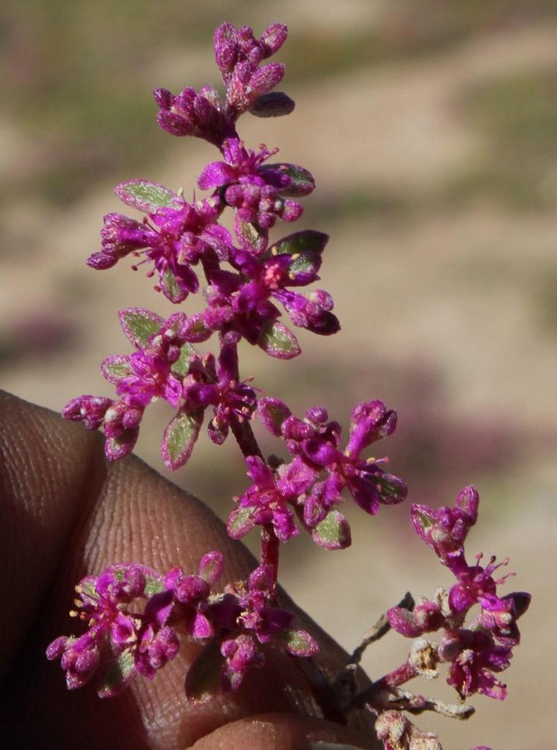 Aizoon sarcophyllum