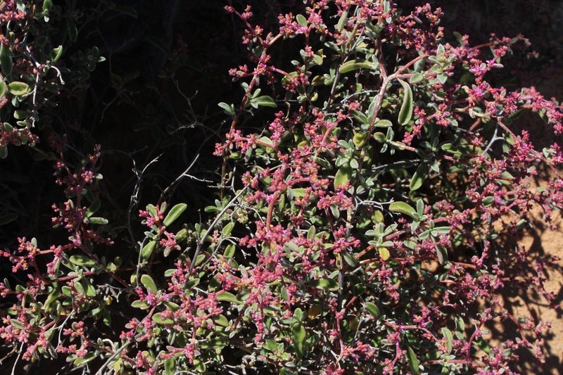 Aizoon sarcophyllum photo 2