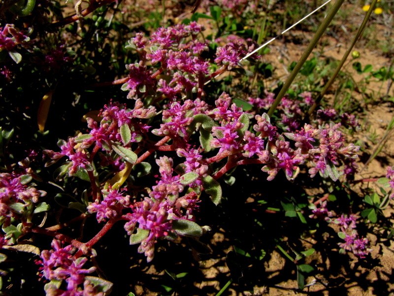 Aizoon sarcophyllum photo 3