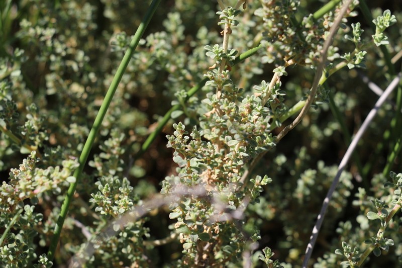 Aizoon sarcophyllum photo 4