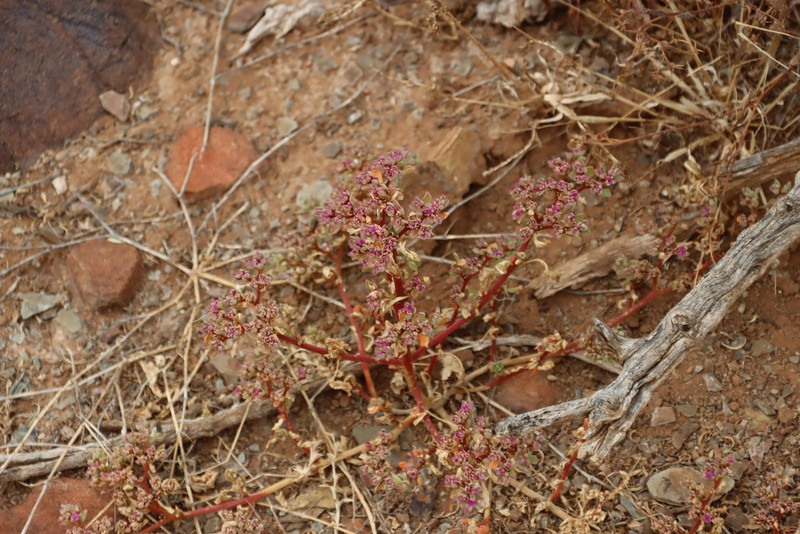 Aizoon sarcophyllum photo 5