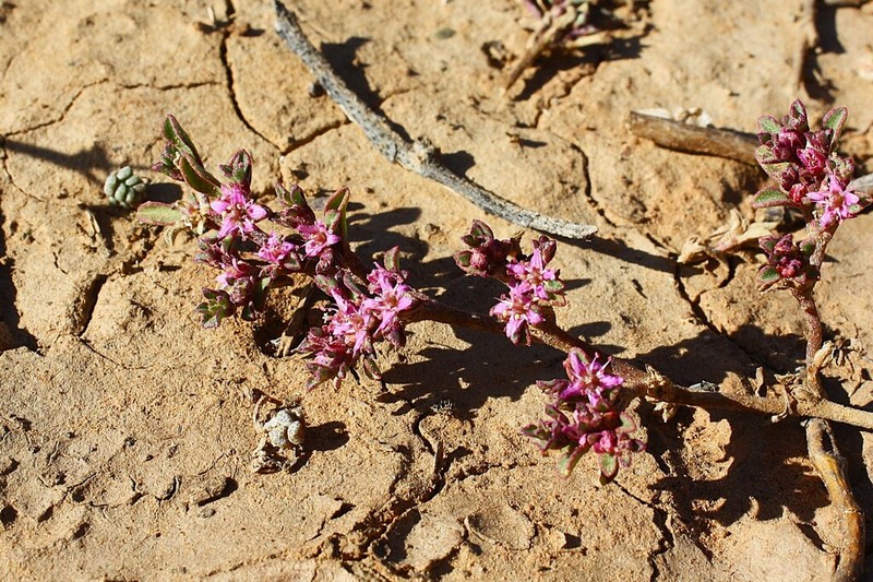 Aizoon sarcophyllum photo 6