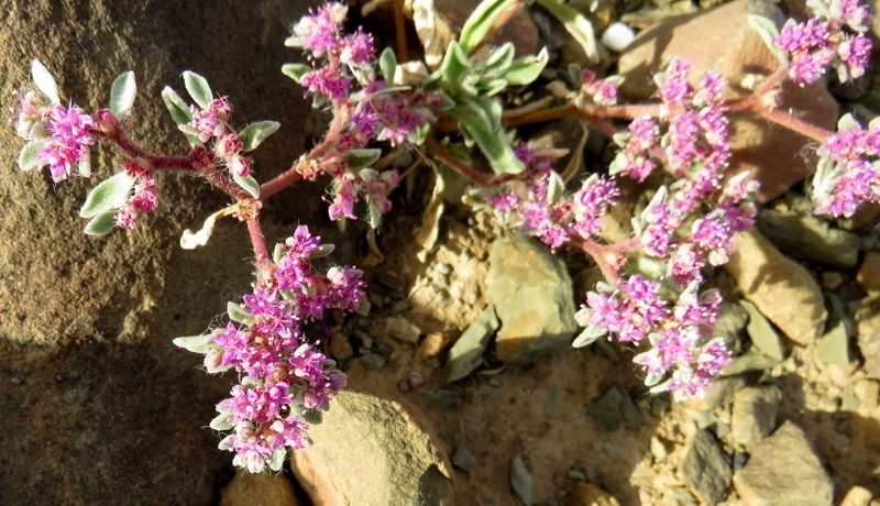Aizoon sarcophyllum photo 7