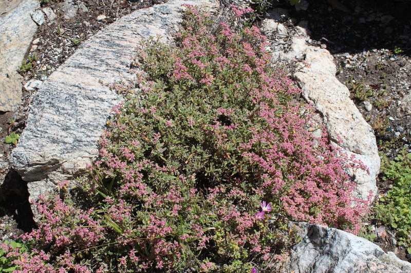Aizoon sarcophyllum photo 8