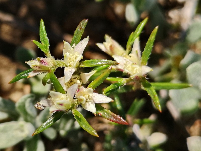 Aizoon sarmentosum