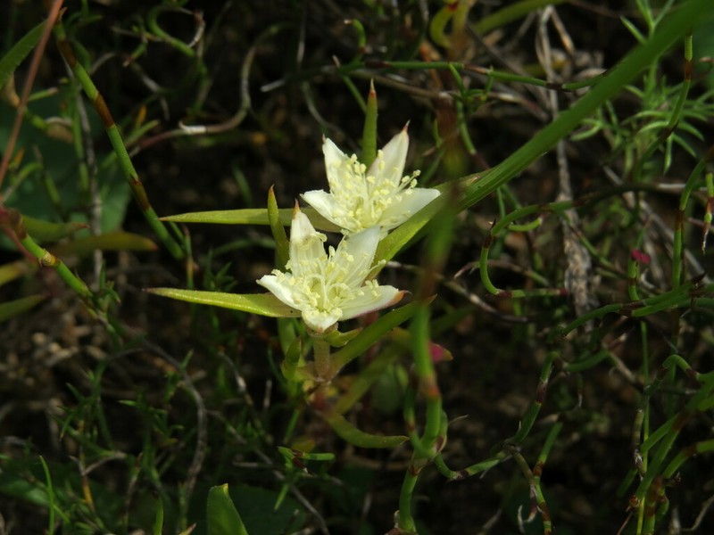 Aizoon sarmentosum photo 3