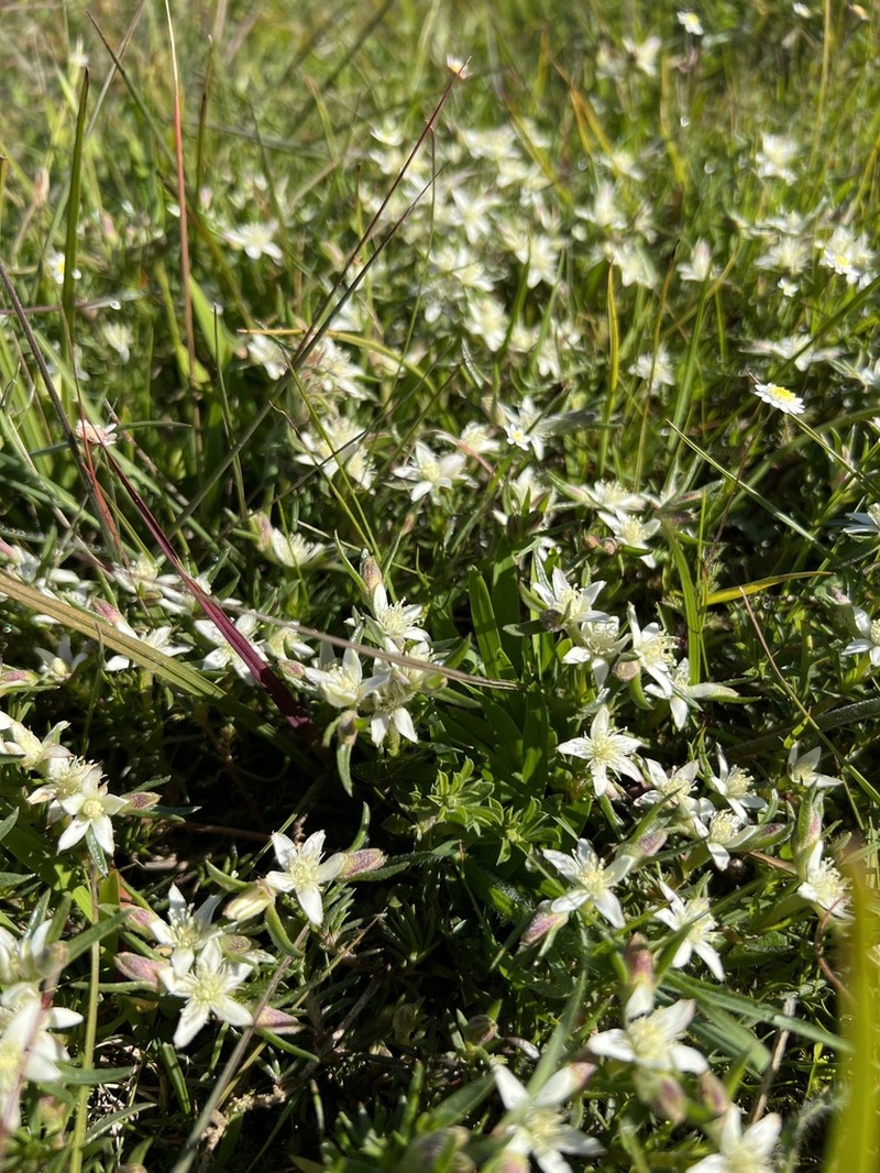 Aizoon sarmentosum photo 6