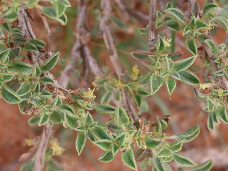Aizoon schellenbergii photo 2