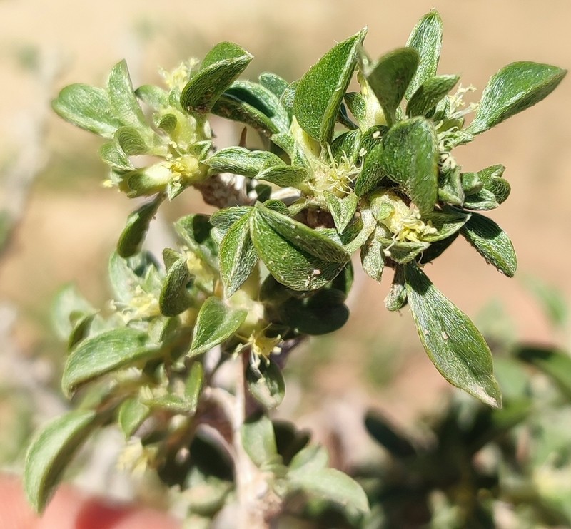 Aizoon schellenbergii photo 3