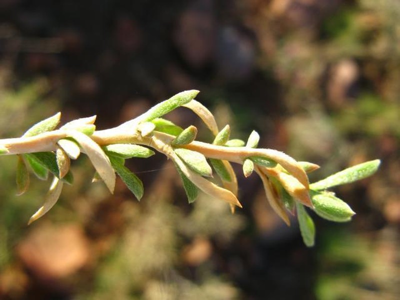 Aizoon schellenbergii photo 4