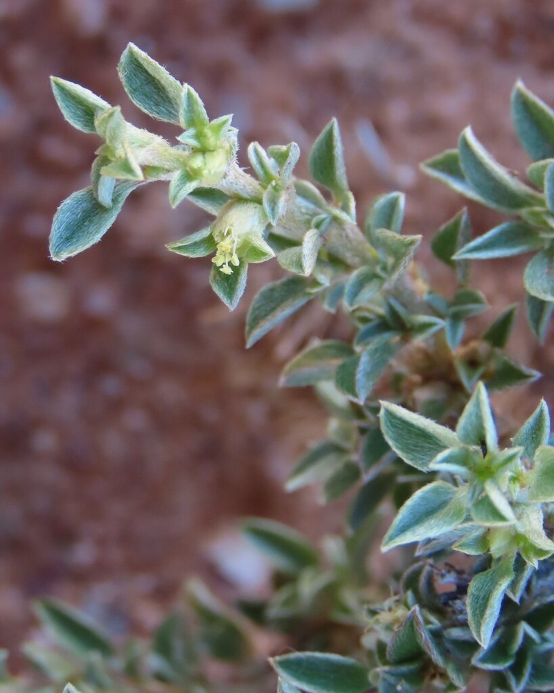 Aizoon schellenbergii photo 6