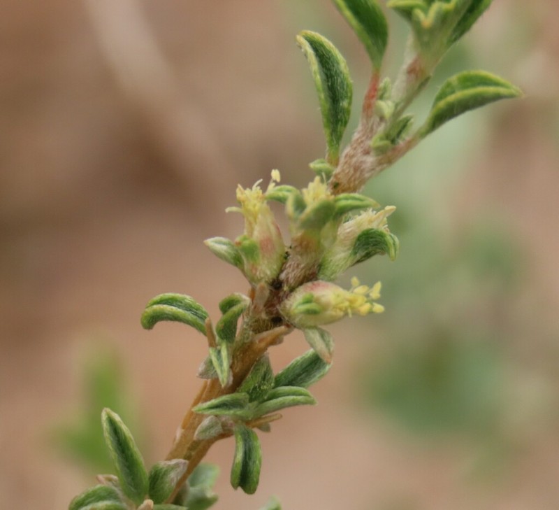 Aizoon schellenbergii photo 7