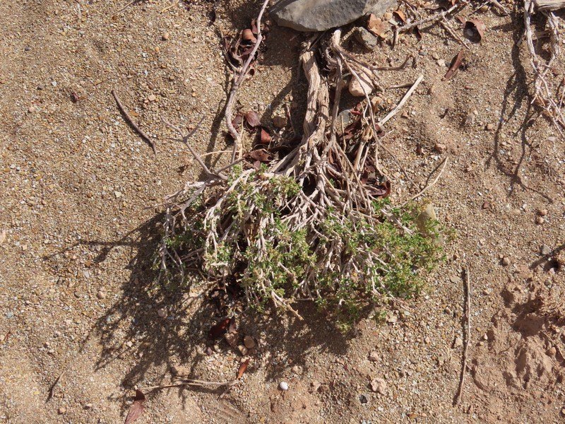 Aizoon schellenbergii photo 8
