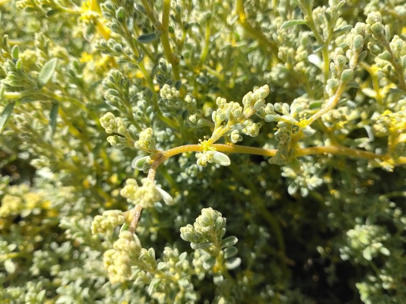 Aizoon sericeum photo 3