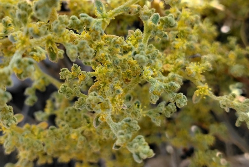 Aizoon sericeum photo 5