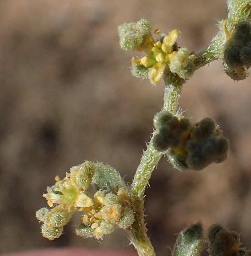 Aizoon sericeum photo 6