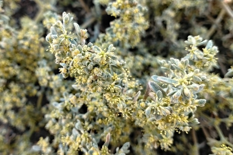 Aizoon sericeum photo 7