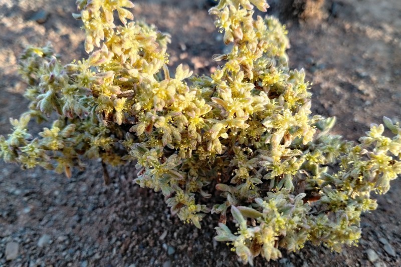 Aizoon sericeum photo 8