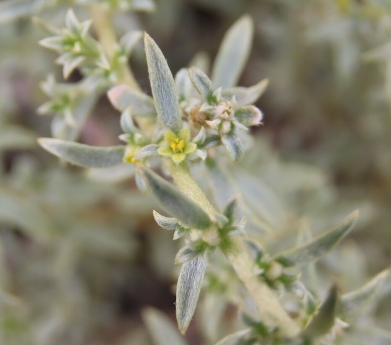 Aizoon sericeum