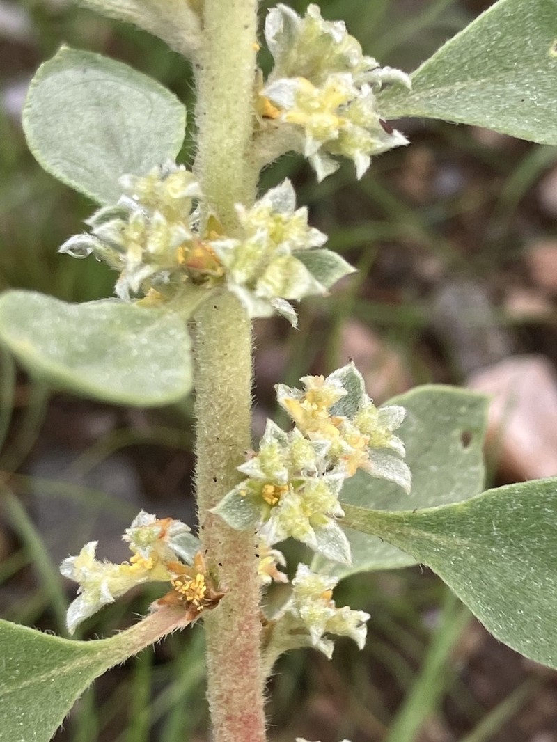 Aizoon virgatum