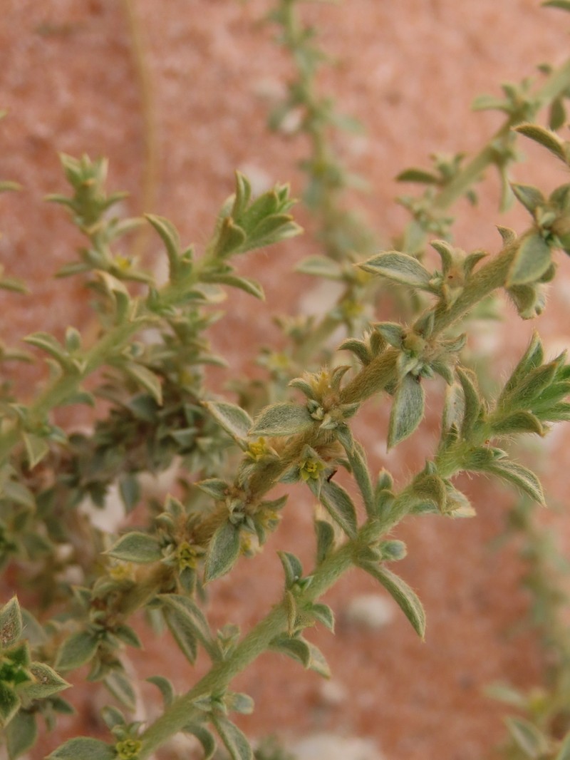 Aizoon virgatum photo 2